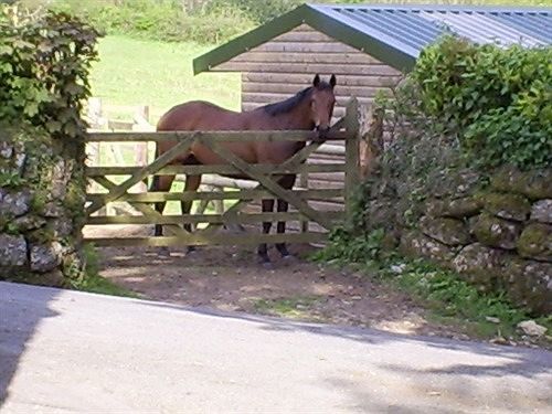 Lowertown Farm B&B Widecombe in the Moor エクステリア 写真